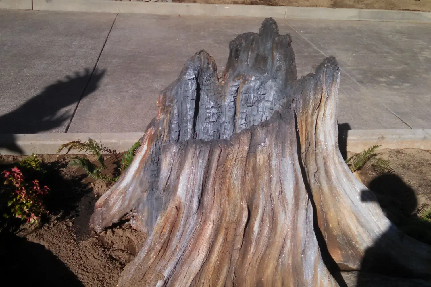 Weathered tree stump beside concrete sidewalk.