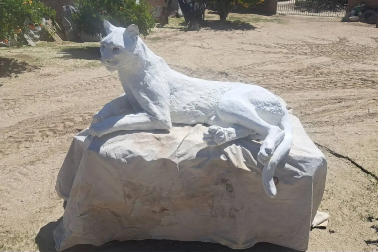 White cougar statue on draped platform outside.