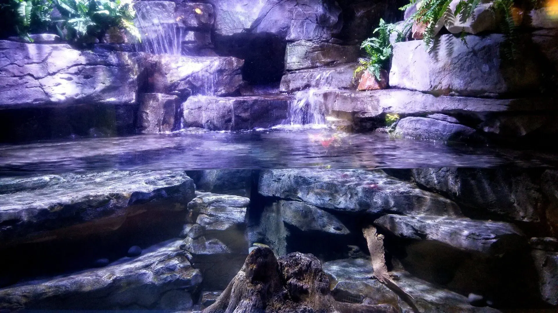 Rocky aquarium with cascading water and plants.