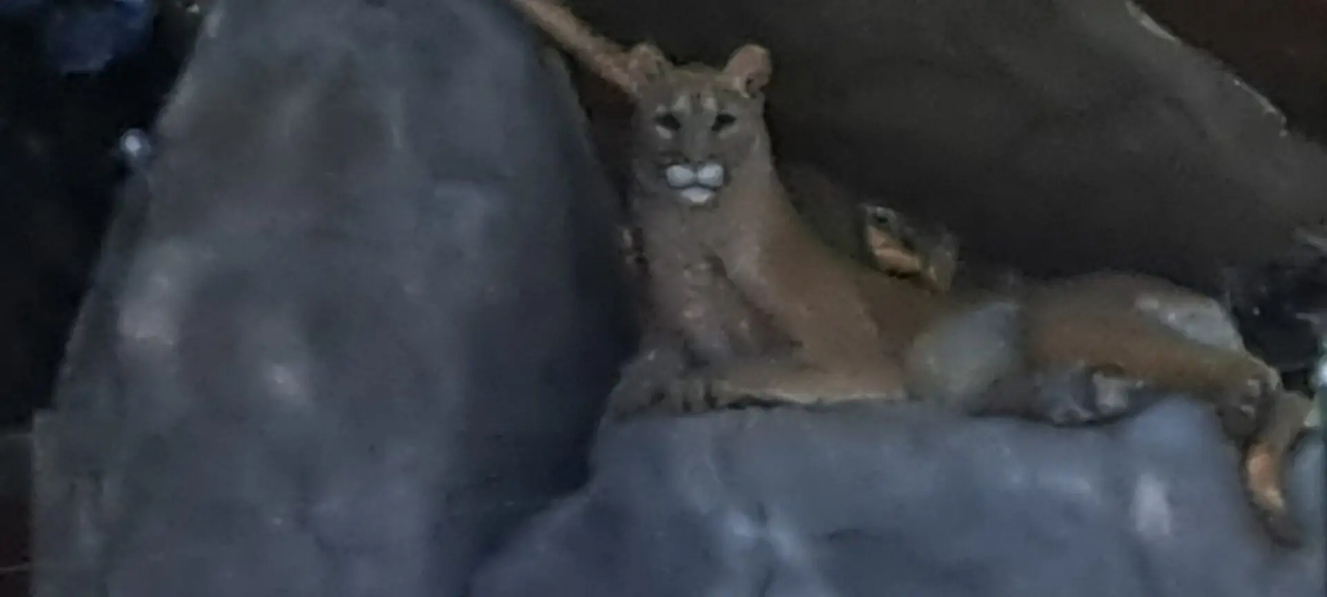 Cougar resting on large gray rock.